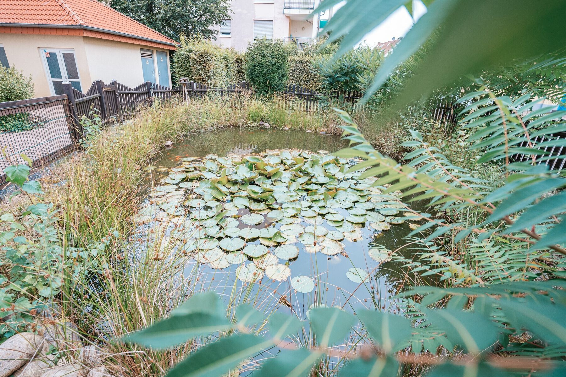 Teich mit Seerosen im Garten der Anlage